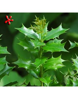 Ilex dimorphophylla 'Okinawan Holly'