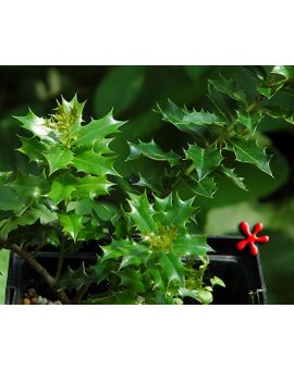 Ilex dimorphophylla 'Okinawan Holly'