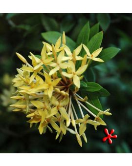 Ixora taiwanensis Yellow 'Dwarf Yellow Ixora'