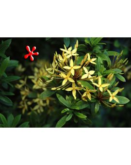Ixora taiwanensis Yellow 'Dwarf Yellow Ixora'