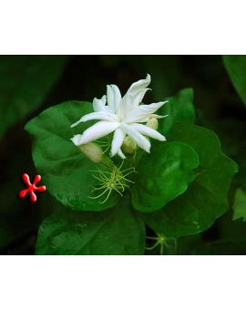 Jasminum sambac 'Belle of India'