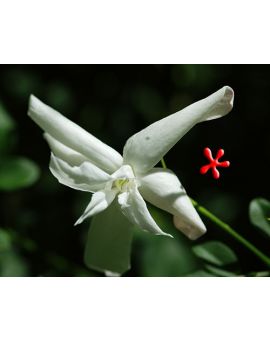 Jasminum officinale 