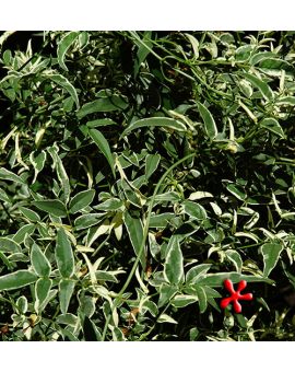 Jasminum polyanthum variegata 