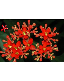 Jatropha podagrica 'Buddha Belly Plant'