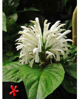 Justicia carnea 'White Jacobinia'