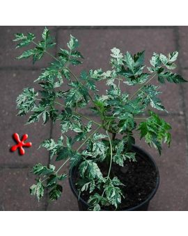 Melia azedarach 'Jade Snowflake' 