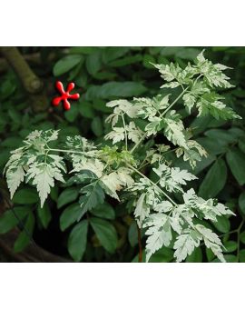 Melia azedarach 'Jade Snowflake' 
