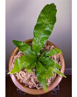 Microsorum musifolium ‘Crocydyllus’ 