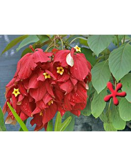 Mussaenda 'Capricorn Dream'