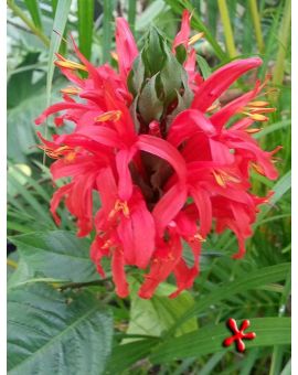Pachystachys coccinea 'Cardinal's Guard'