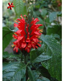 Pachystachys coccinea 'Cardinal's Guard'