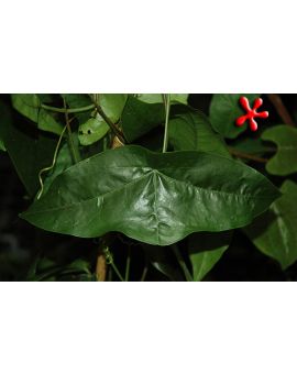 Passiflora coriacea 'Green Leaf Bat Wing'