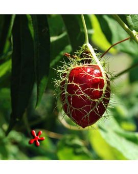 Passiflora foetida 'Love-In-A-Mist'