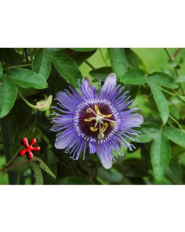 Passiflora 'Purple Haze'