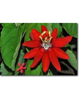 Passiflora coccinea