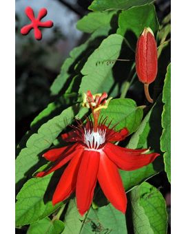 Passiflora coccinea