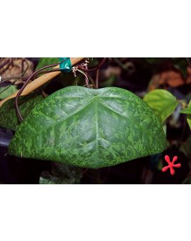 Passiflora coriacea 'Mottled Leaf Bat Wing'