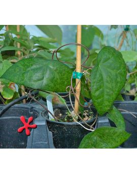 Passiflora coriacea 'Mottled Leaf Bat Wing'