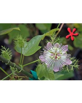 Passiflora foetida 'Pink Lace Passion Vine'