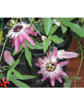 Passiflora violacea 'Form 3'