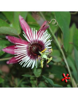 Passiflora violacea 'Form 3'
