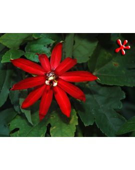 Passiflora vitifolia