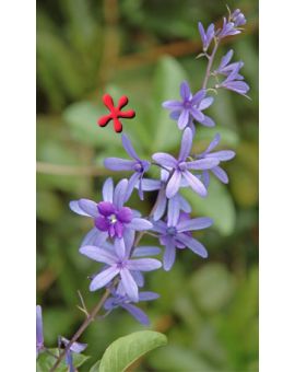 Petrea volubilis 'Queen's Wreath'