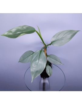 Philodendron hastatum (glaucophyllum)