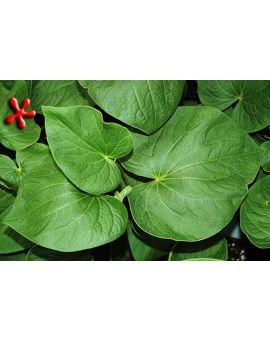 Piper methysticum 'Kava'