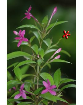 Pseuderanthemum laxiflorum 'Shooting Stars'