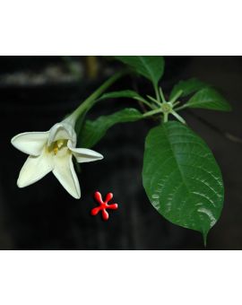 Randia siamensis (syn. Oxyceros horridus)