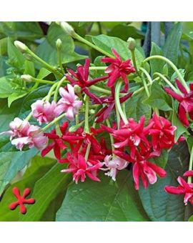 Combretum Indicum 'Rangoon Double' Quisqualis indica