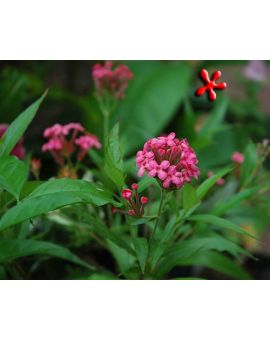 Rondeletia leucophylla 'Panama Rose'