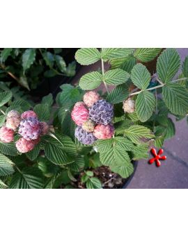 Rubus niveus 'Mysore Raspberry'