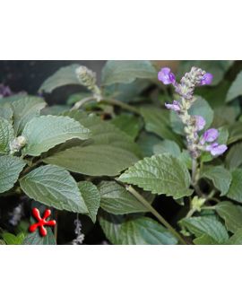 Salvia 'Indigo Spires'