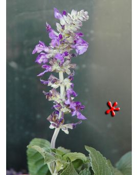 Salvia 'Indigo Spires'