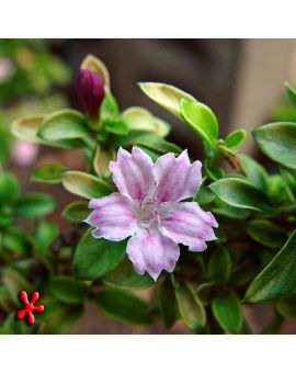 Serissa foetida 'Pink'