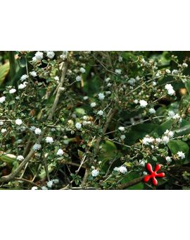 Serissa foetida 'Flore Pleno'