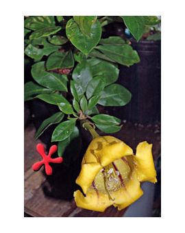 Solandra grandiflora 'Chalice Vine'