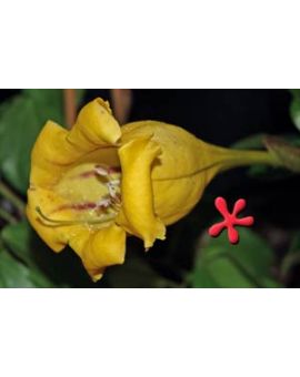 Solandra grandiflora 'Chalice Vine'