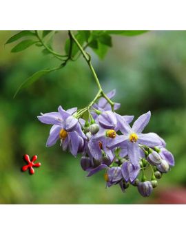 Solanum seaforthianum 'Blue Potato Vine'