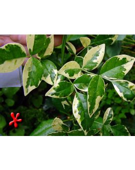 Solanum jasminoides 