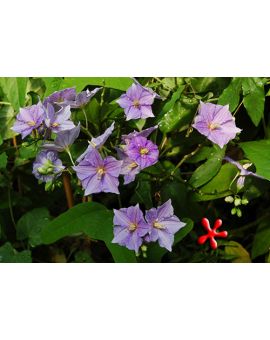 Solanum wendlandii 'Costa Rica Nightshade'