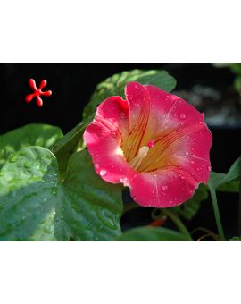 Stictocardia beraviensis 'Hawaiian Bell'