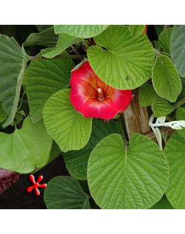 Stictocardia beraviensis 'Hawaiian Bell'