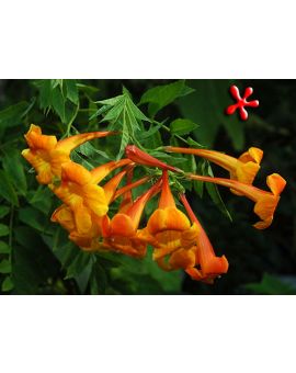 Tecoma stans 'Yellow Bells'
