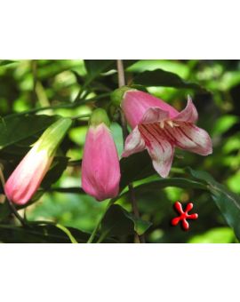 Tecomanthe 'Roaring Meg Creek'
