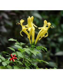 Tecomaria capensis 'Aurea' Yellow Cape Honeysuckle