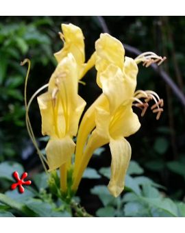 Tecomaria capensis 'Aurea' Yellow Cape Honeysuckle