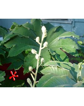 Tetrapanax papyrifer “Rice-paper plant
